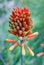 Cluster of yellow Aloe flowers