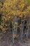 Cluster of yellow Aspen trees, Hope Valley of California