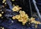 Cluster of Yellow Crossveined Troop Mushrooms