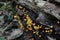 Cluster of Yellow Crossveined Troop Mushrooms