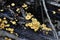Cluster of Yellow Crossveined Troop Mushrooms