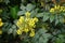 Cluster of yellow flowers of Oregon-grape in spring