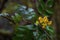 Cluster of yellow Oregon grape flowers on a branch