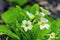 A cluster of yellow primroses bloom in an English wood in Leicestershire