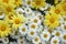 Cluster of yellow and white daisies