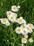 A cluster of yellow and white daisies