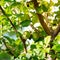 Cluster of young apple fruits on tree branch with green foliage early Spring at homestead garden fruit orchard near Dallas, Texas