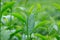 Cluster of young green tea leaf in tea field, Tea Plantations.