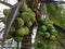 Cluster of young pandan coconut fruits up on the tree