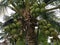 Cluster of young pandan coconut fruits up on the tree