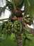 Cluster of young pandan coconut fruits up on the tree