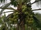 Cluster of young pandan coconut fruits up on the tree