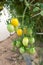 Cluster young tomato