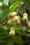 Cluster of young water apple