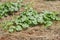 Cluster Of Zucchini Foliage