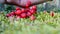Clusterberry (red whortleberry or lingonberry) closeup, forest,