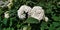 A Clustered Annabelle Hydrangea Arborescens Flowering Shrub macro