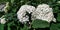 A Clustered Annabelle Hydrangea Arborescens Flowering Shrub macro