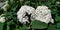 A Clustered Annabelle Hydrangea Arborescens Flowering Shrub macro