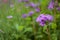 Clustered Bellflower - Campanula glomerata