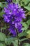 Clustered bellflower plant