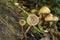 A Clustered bonnet fungi showing off its gills.