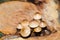 Clustered Bonnet Fungus (Mycena inclinata)