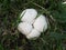 Clustered Common White Puffball fungus