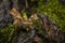Clustered oak-stump bonnet Mushrooms - Mycena inclinata