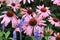 Clustered pink Cineraria