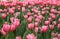 Clustered pink tulips