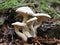 Clustered White Mushrooms