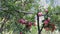 Clusters of apples adorning Kinnaur District orchids, Himachal Pradesh, India. Crisp orchard scene