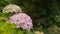 Clusters of blooming flowers of a pink Hydrangea