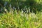 Clusters of blooming snowdrops in a lush green lawn