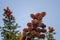 Clusters of blurred spruce or pine cones hanging on branches of a coniferous tree on background of a blue autumn sky