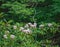 Clusters of Catawba Rhododendron Wildflowers