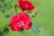 Clusters of  climbing  red shrub Rose KÃ¶ln am Rhein blooms