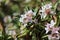 Clusters of daphne burkwoodii flower in full bloom