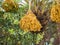 Clusters of dates, date palm fruits