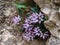 Clusters of Devil`s Claw Physoplexis comosa, a rare alpine plant in flower in the Italian Alps and Dolomiti area.