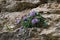 Clusters of Devil`s Claw Physoplexis comosa, a rare alpine plant in flower in the Italian Alps and Dolomiti area.