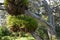 Clusters of epiphytes on thick tree branches