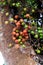 Clusters of ficus racemosa, wild figs