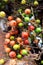 Clusters of ficus racemosa, wild figs