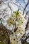 Clusters Flowering Cherry Blossoms