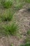 Clusters of flowering feather grass in spring