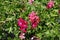 Clusters of flowers and foliage of ivy-leaved geranium