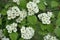 Clusters of flowers of northern downy hawthorn