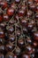 Clusters of fresh chocolate cherry tomatoes, vegetable background